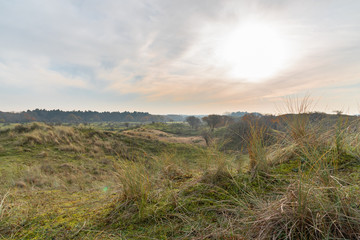 Dutch dunes landscape near the North Sea coast