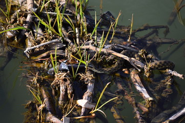 natrix tessellata