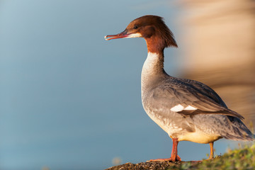 Gänsesäger-Weibchen