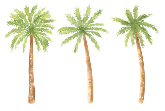 Watercolor Palm Trees Set