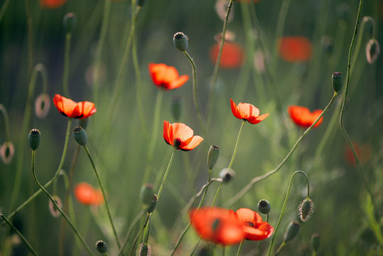 Honey bee in flight.Picturesque May contrasts.Creating a mood.In the garden blossom poppies.A delicate flower.Poppy buds blossom.A bright red poppy, attracts bees.Textured, close-up poppy freshness.
