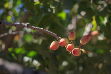 Unripe pistachios in a rural set original and natural