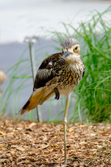Animals and Birds in Queensland Australia