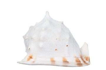 Sea Shell isolated on white background