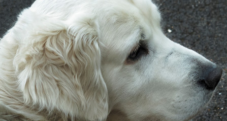portrait of a pretty golden retriever