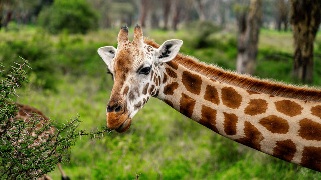 Wild giraffe in african savannah