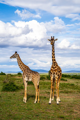 Wild giraffe in african savannah