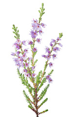blossoming small fine lilac heather isolated branch