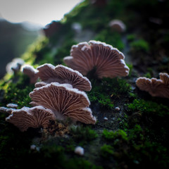 Mushrooms on a tree
