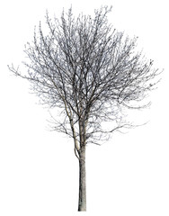 bare dense winter isolated tree