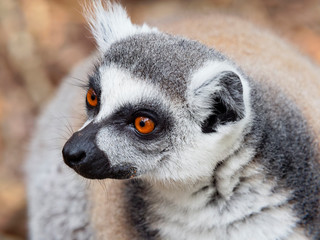 Portrait of a Ring Tailed Lemur looking left
