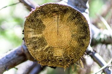 Obraz premium coconut on tree