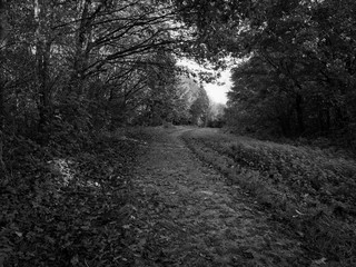 Damp, winding footpath covered in fallen leaves.