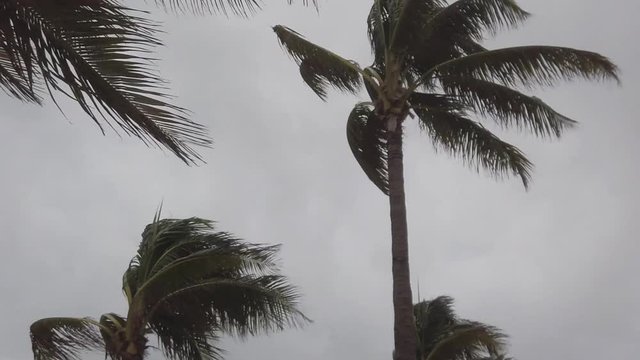 Closeup, slow motion, view of the tops of a group of  palm trees blowing on a windy, cloudy day with a dark overcast cloudy sky in the background