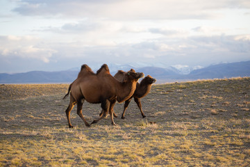 Two two-humped camels are walking in the steppe area, in the background are mountains under the...