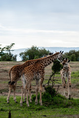 Naklejka na ściany i meble Wild giraffe in african savannah