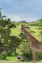 Wild giraffe in african savannah