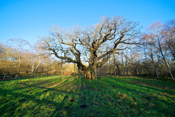 Sherwood Forests Major Oak Tree on a winter day