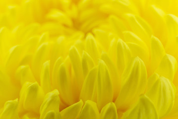 Fototapeta premium Yellow flowers background