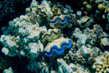einige große Riesenmuscheln