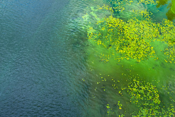 Dirty water in the river. Pollution of the river water. Ecological problems. Algae bloom. Top view.