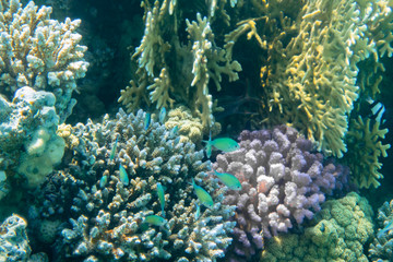 Bunte Korallen mit Schwarm Fischen