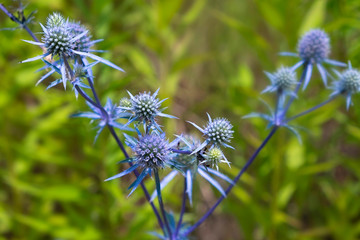 Eryngium planum, blue prickly healing plant in garden. Medicinal natural herbs, summer season.