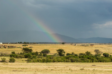 Massai Mara