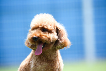Happy puppies in a private playground