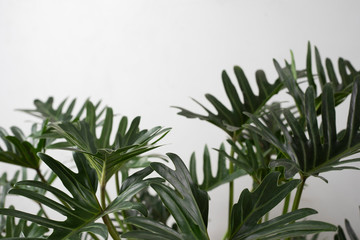 Indoor Green tropical leaves Monstera ornamental plant