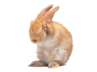 Red-brown cute baby rabbit standing and cleaning their face isolated on white background. Lovely action of young brown rabbit.