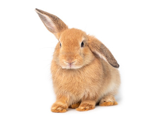 Red-brown cute young rabbit isolated on white background. Lovely young rabbit sitting.