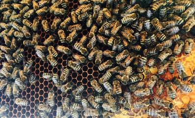Abstract hexagon structure is honeycomb from bee hive filled with golden honey