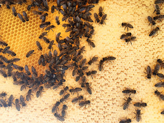 Abstract hexagon structure is honeycomb from bee hive filled with golden honey