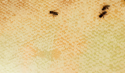Abstract hexagon structure is honeycomb from bee hive filled with golden honey