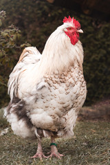 rooster on farm