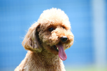 Happy puppies in a private playground