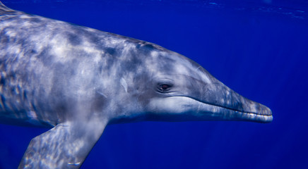 Fototapeta premium Rough-toothed dolphin of Honduras close to Roatan and Utila