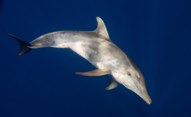 Rough-toothed dolphin of Honduras close to Roatan and Utila