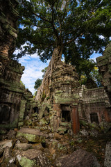 Tree roots growing through the ruins of Ta Prohm Temple at Angkor Thom in Cambodia