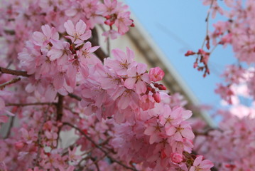 枝垂桜