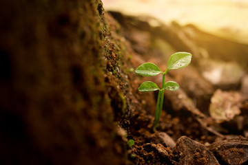 Green sprouts growing out from soil in the morning light