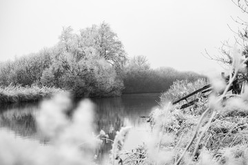 fog in winter forest