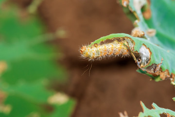 Caterpillar eating leaf on a green leaf.