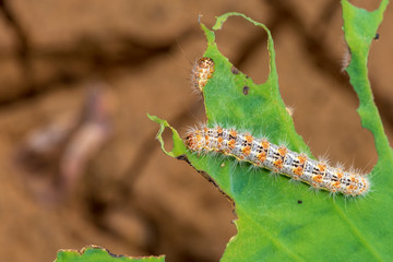 Caterpillar eating leaf on a green leaf.