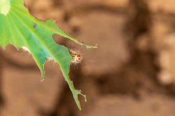 Caterpillar eating leaf on a green leaf.