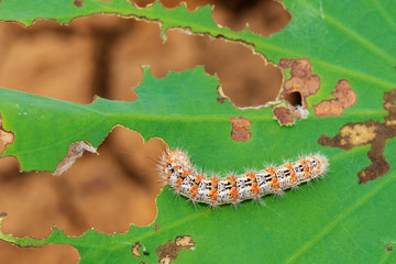 Caterpillar eating leaf on a green leaf.