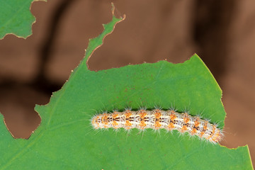 Caterpillar eating leaf on a green leaf.