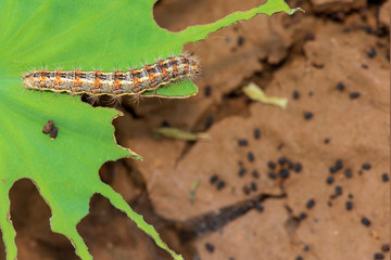 Caterpillar eating leaf on a green leaf.