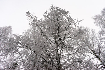 Schnee am baum